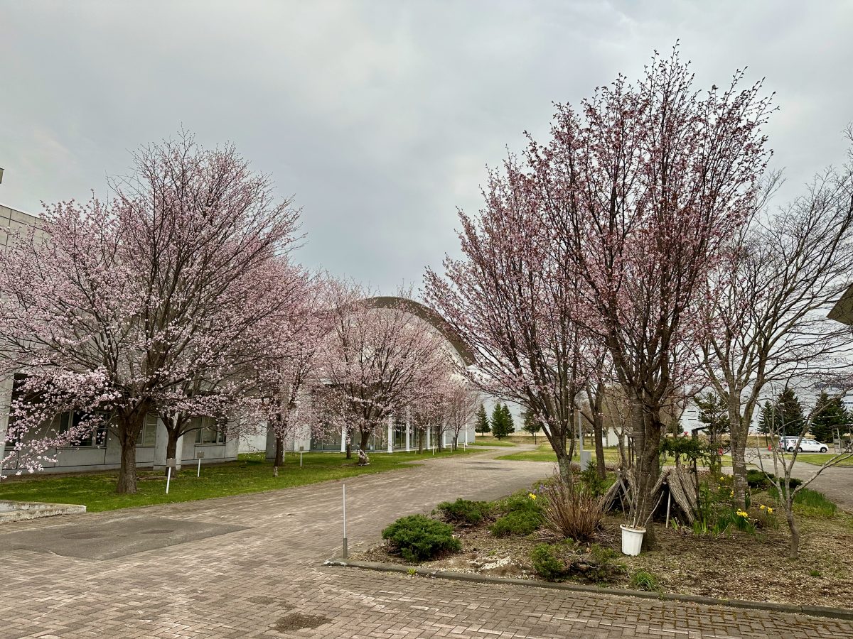 AI（機械学習）を用いた支笏湖における桜の開花予想サービス – 花丸でした